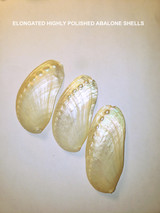 Elongated Abalone Shells Elongated Abalone Shells