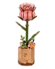 Pink Rose Bloom