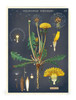 Wildflowers Notebooks 3