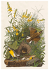 John James Audubon: Songbirds Boxed Notecard Assortment
