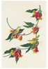 John James Audubon: Songbirds Boxed Notecard Assortment