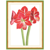 Amaryllis Illuminated Holiday Cards