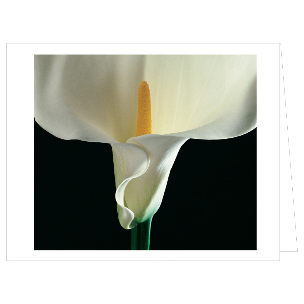 Mapplethorpe Flowers Notecard Box - MFA Boston Shop | Gifts from