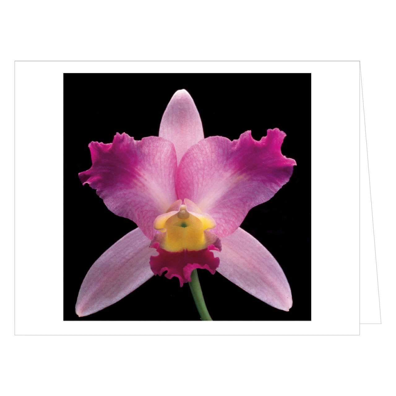 Mapplethorpe Flowers Notecard Box - MFA Boston Shop | Gifts from