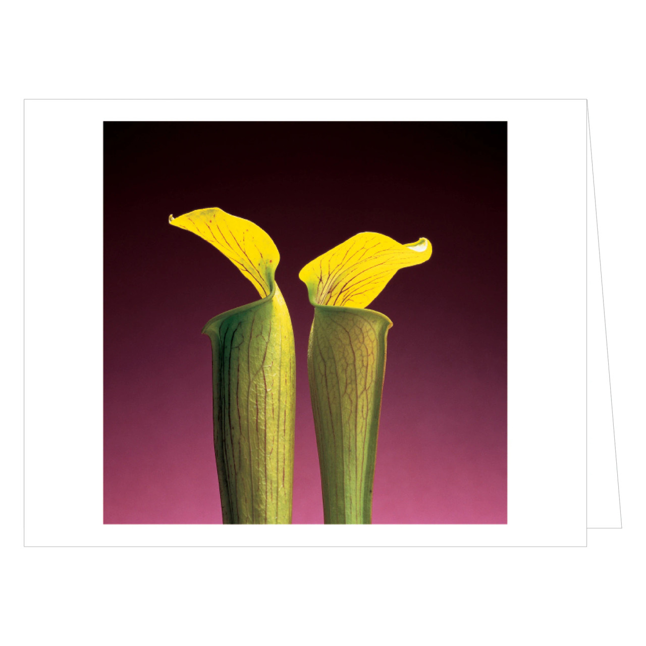 Mapplethorpe Flowers Notecard Box - MFA Boston Shop | Gifts from