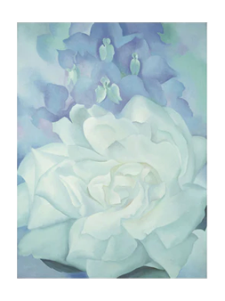 White Rose with Larkspur  11x14  Matted Print