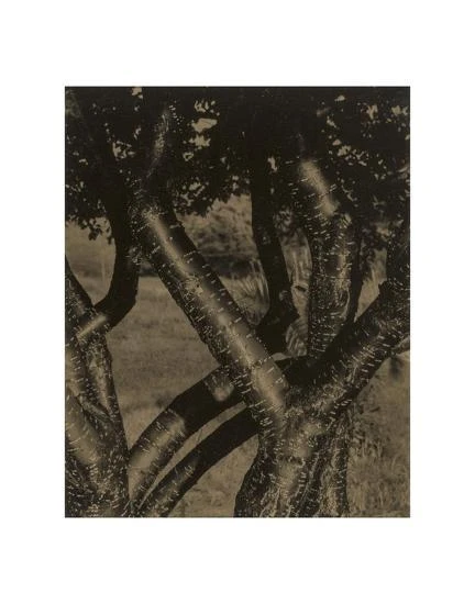 Alfred Stieglitz, Dancing Trees 11 x 14 Matted Print