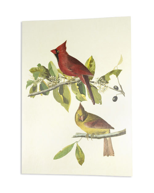 MFA Cardinal Grosbeak Holiday Cards MFA Cardinal Grosbeak Holiday Cards