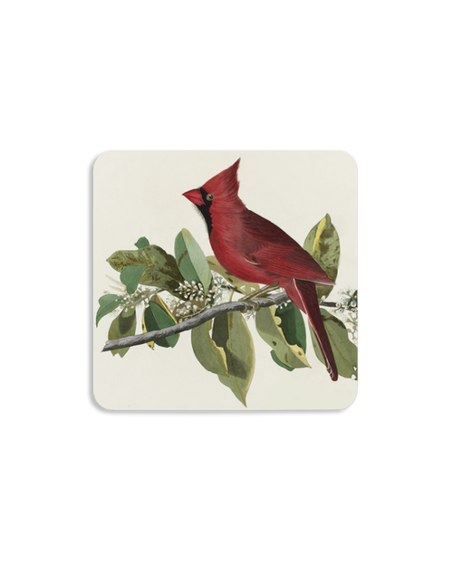 Audubon Cardinal Grosbeak Coaster