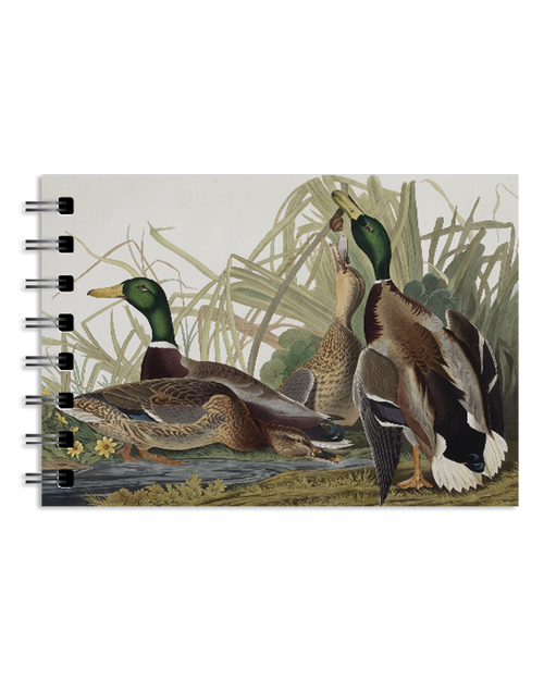 Audubon Mallard Duck Mini Spiral Notebook