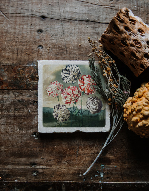 Temple of Flora Coaster Carnations