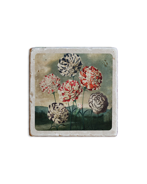 Temple of Flora Coaster Carnations