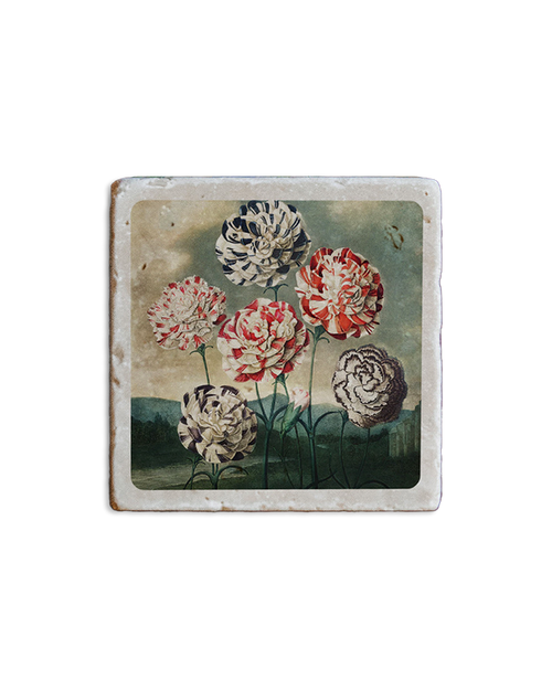 Temple of Flora Coaster Carnations