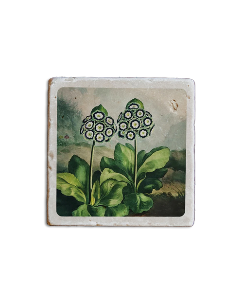 Temple of Flora Coaster Auriculas
