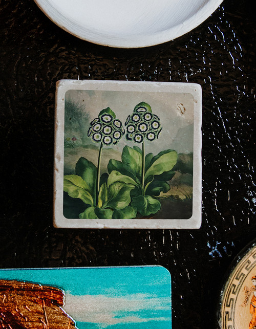 Temple of Flora Magnet Auriculas