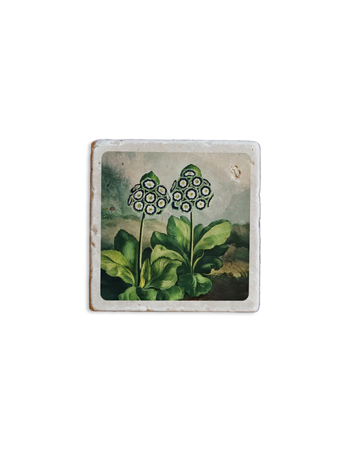 Temple of Flora Magnet Auriculas