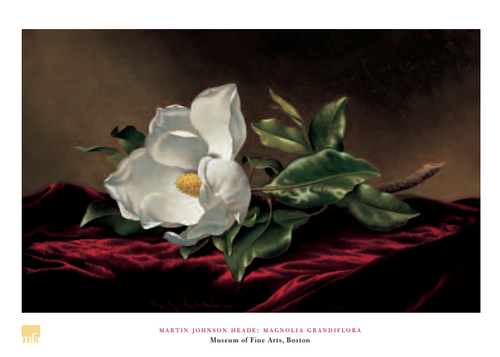 Heade Magonlia Grandiflora Poster