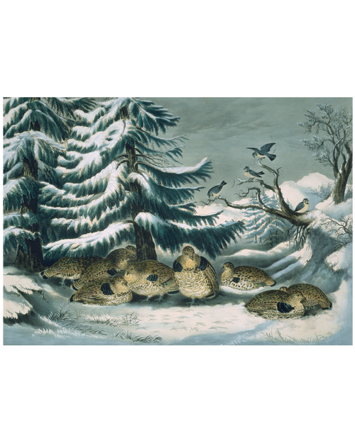 MFA Snowed Up Ruffed Grouse in Winter Holiday Cards