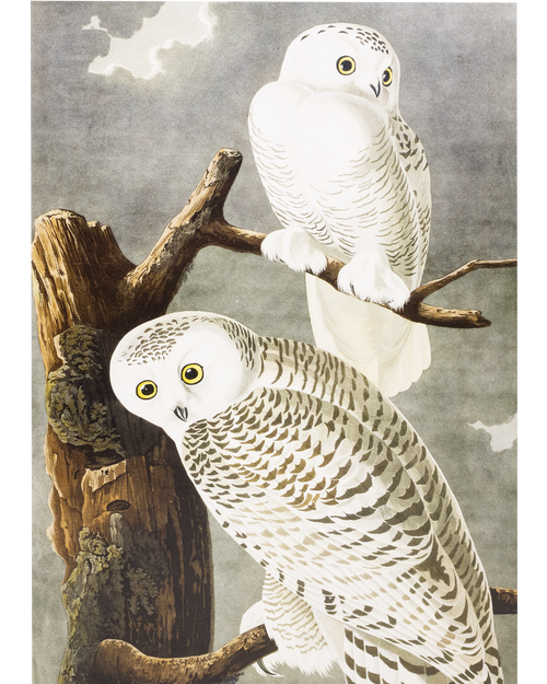 MFA Snowy Owl Holiday Cards