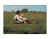 Boys in a Pasture 11x14  Matted Print