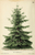 Tree Holiday Cards