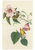 John James Audubon: Songbirds Boxed Notecard Assortment