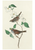 John James Audubon: Songbirds Boxed Notecard Assortment