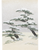 MFA Pine-covered Islands in Snow Holiday Cards