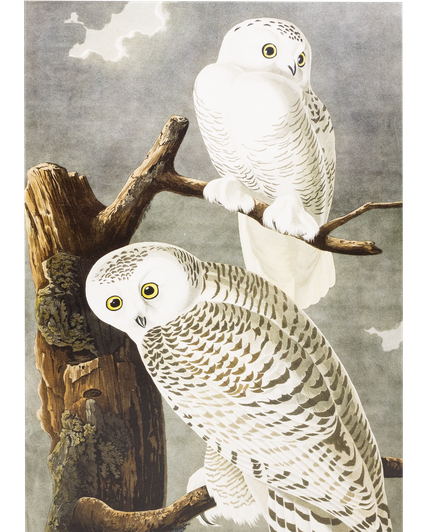MFA Snowy Owl Holiday Cards