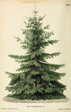 Tree Holiday Cards