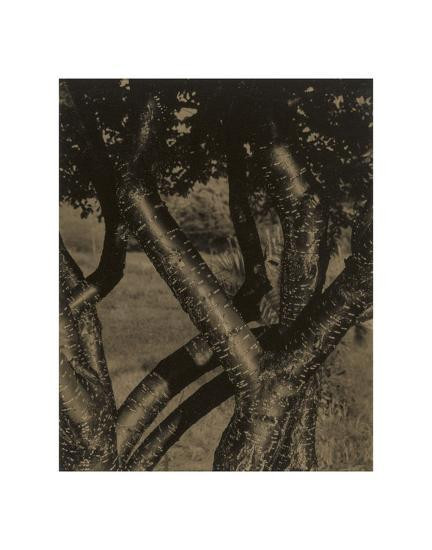Alfred Stieglitz, Dancing Trees 11 x 14 Matted Print