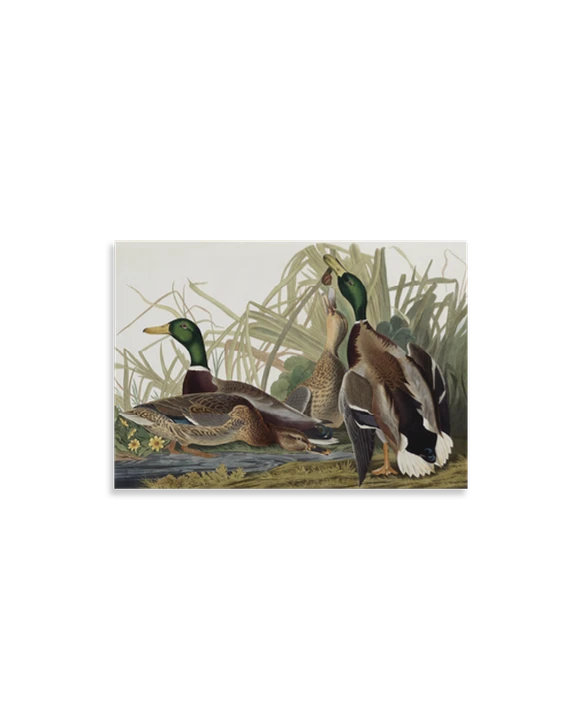 Audubon Mallard Duck Acrylic Magnet