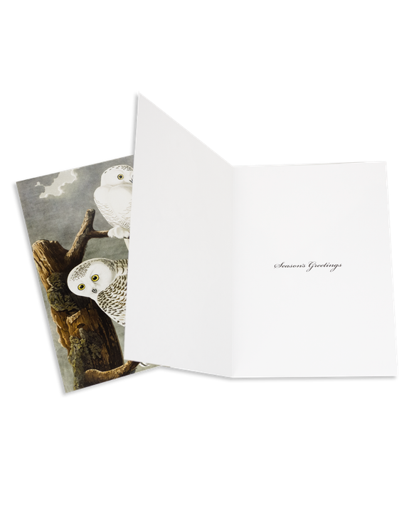 MFA Snowy Owl Holiday Cards