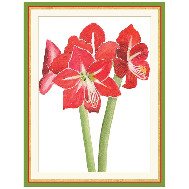 Amaryllis Illuminated Holiday Cards