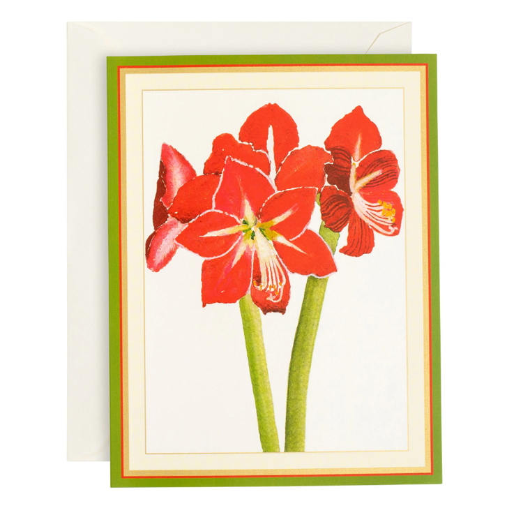 Amaryllis Illuminated Holiday Cards