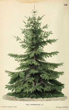Tree Holiday Cards