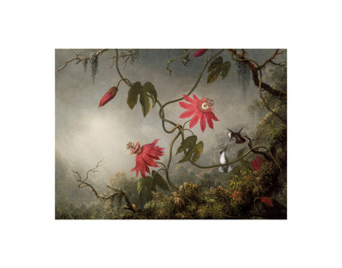 Passion Flowers and Hummingbirds 11x14 Matted Print