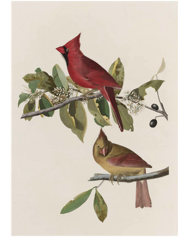 MFA Cardinal Grosbeak Holiday Cards