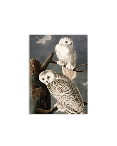 Audubon Snowy Owl Acrylic Magnet
