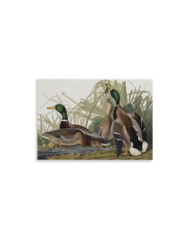 Audubon Mallard Duck Acrylic Magnet