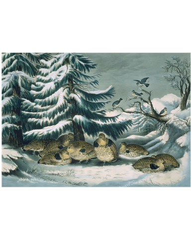 MFA Snowed Up Ruffed Grouse in Winter Holiday Cards