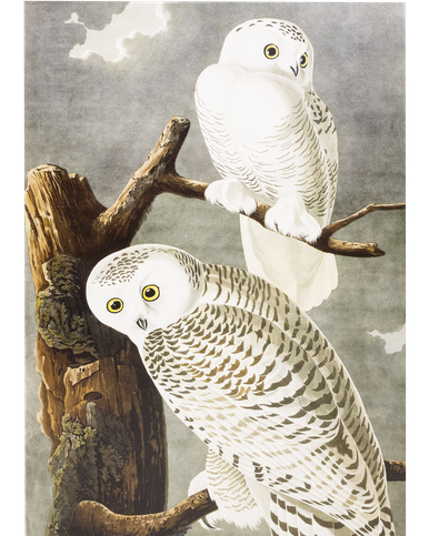 MFA Snowy Owl Holiday Cards