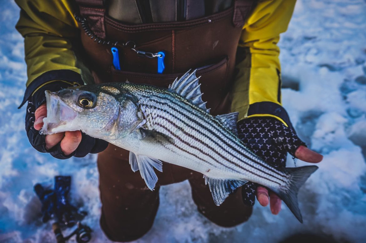 SPECIAL HOLD OVER (WINTER STRIPER KIT)