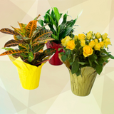 Kwik-Cover Decorative Potted Plant Covers