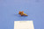 Vernatherm Assembly - BRP (394411)