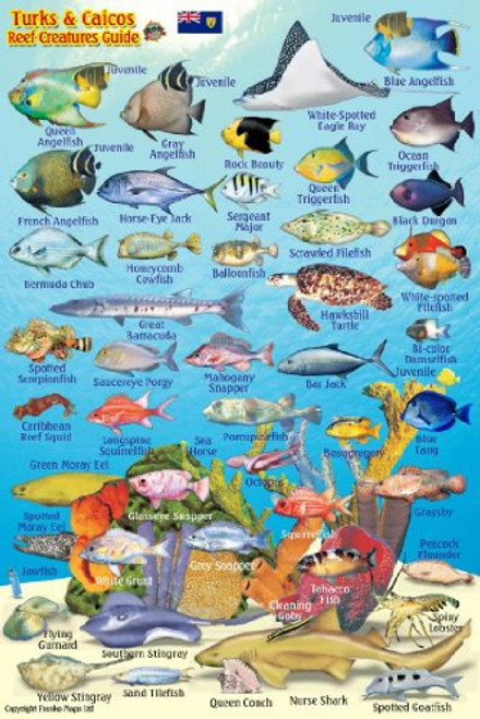 Turks & Caicos Coral Reef Creatures Guide Franko Maps Laminated Fish Card 4x6
