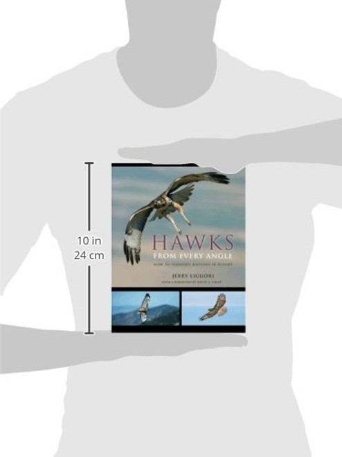 Hawks from Every Angle: How to Identify Raptors In Flight