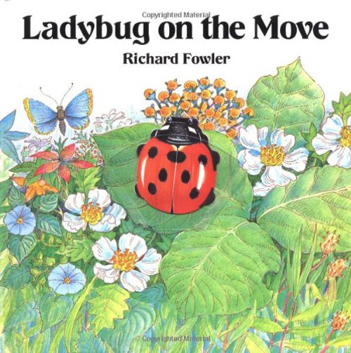 Ladybug on the Move