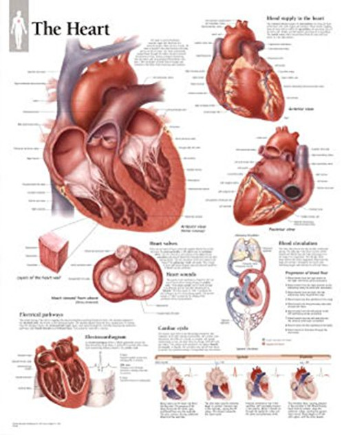 The Heart chart: Laminated Wall Chart