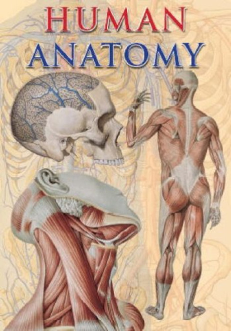 Human Anatomy (TAJ Big Books)